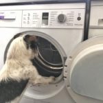 Hund schaut in eine offene Waschmaschine